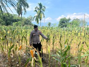 Satlantas Polres Karawang Cek Lahan Jagung Guna Sukseskan Program Swasembada Pangan